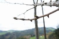  4. Mai 2013 - bald stossen die Blätter aus ihr Hülle